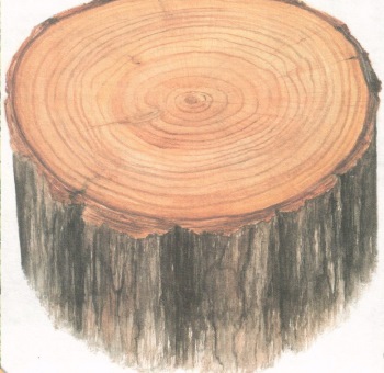 Кольца дерева